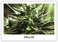 Skunk