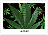 Weeds