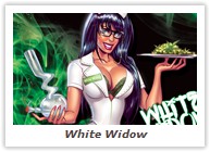 White Widow