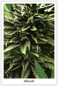 Skunk
